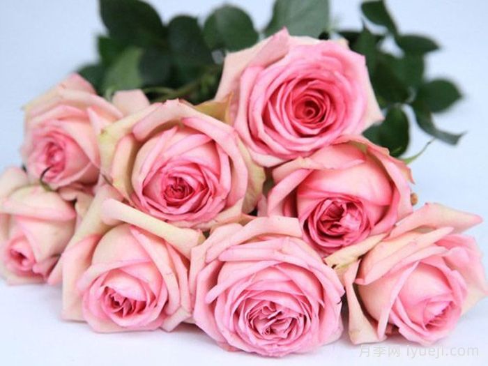 古董柯德娜月季/古董科德娜Antike Kordana(图1)