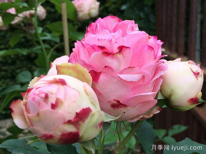 第一夫人月季First Lady(图2)