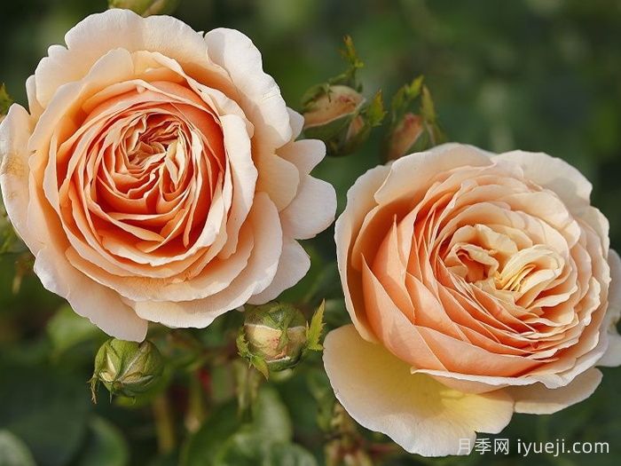 云南培育的月季，为什么火遍海内外？(图3)