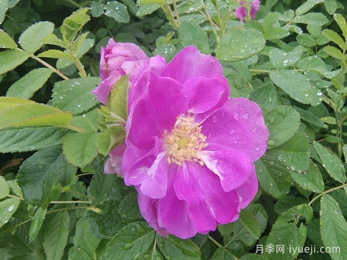 一分钟了解玫瑰(图1)