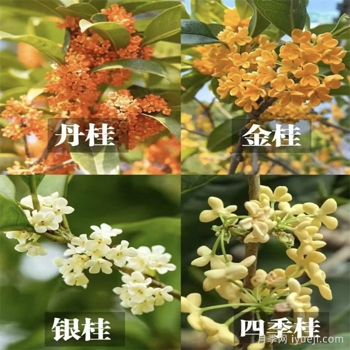 一分钟了解桂花(图1)