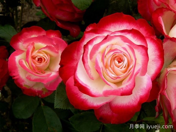 摩纳哥公爵月季和红双喜月季有什么区别？(图2)