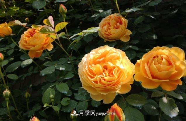 月季施肥用什么肥料好？别乱用不然只长叶不开花(图1)