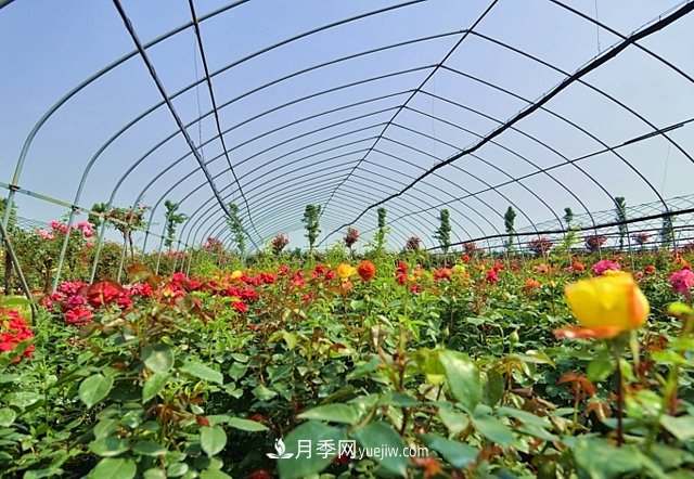 地被植物与园林地被植物的区别(图1) 地被植物与园林地被植物的区别(图1)