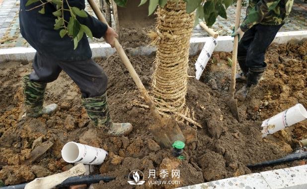 苗木栽植时应做好根部的哪些护理？(图1)