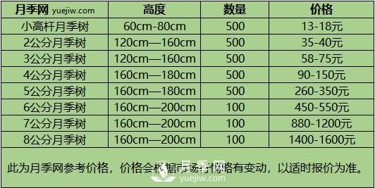 河南3-4公分月季树报价，基地3-4公分高杆月季报价(图3)