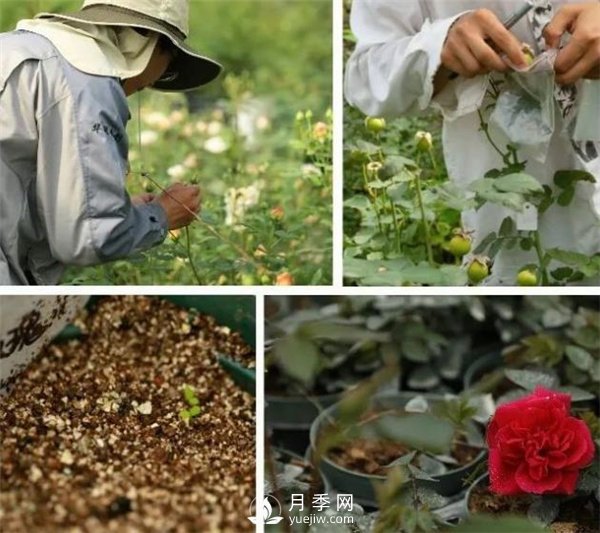 天狼月季,始终走在育种路上(图1) 天狼月季,始终走在育种路上(图1)