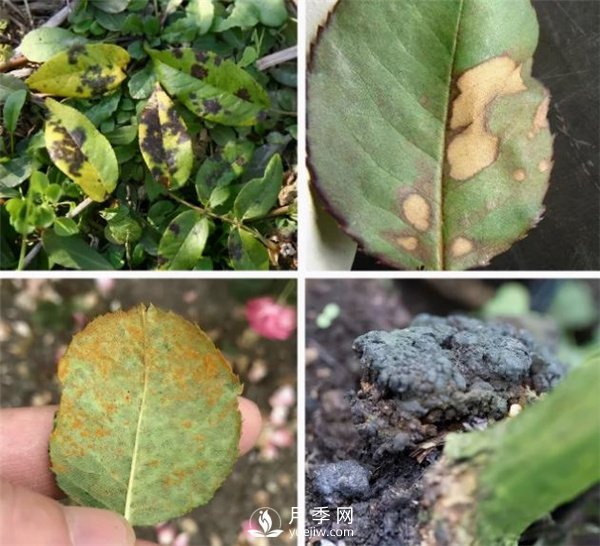 天狼月季,始终走在育种路上(图7) 天狼月季,始终走在育种路上(图7)