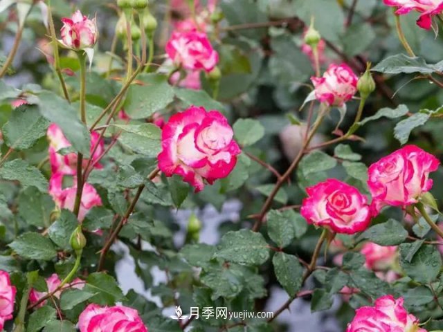 丰花月季新品推荐,椿风月季(图3) 丰花月季新品推荐椿风月季(图3)