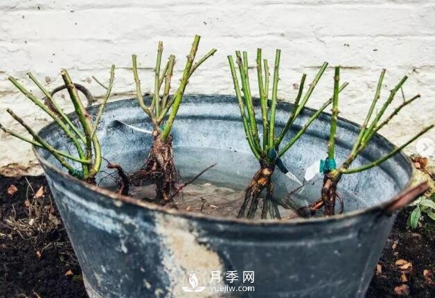 月季裸根苗的种植方法（详细图解）(图1)