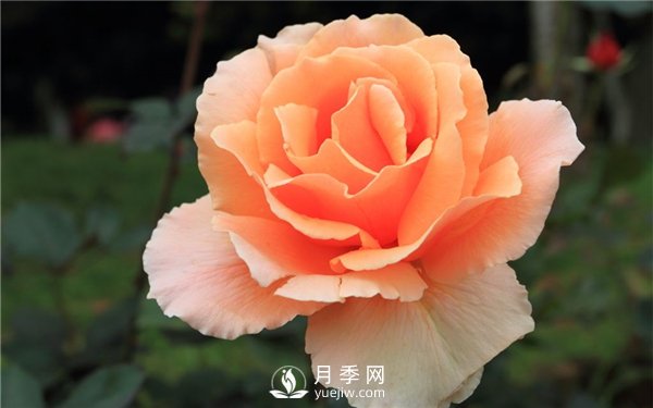 切花月季未来市场前景如何？(图2)