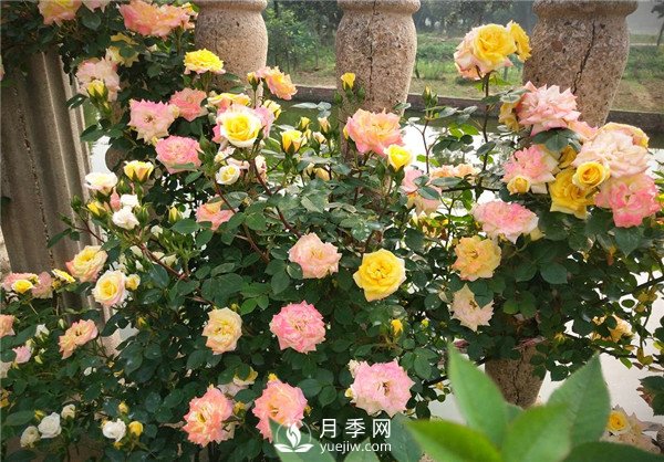 月季花夏天能暴晒吗？夏季月季管理方法(图2)