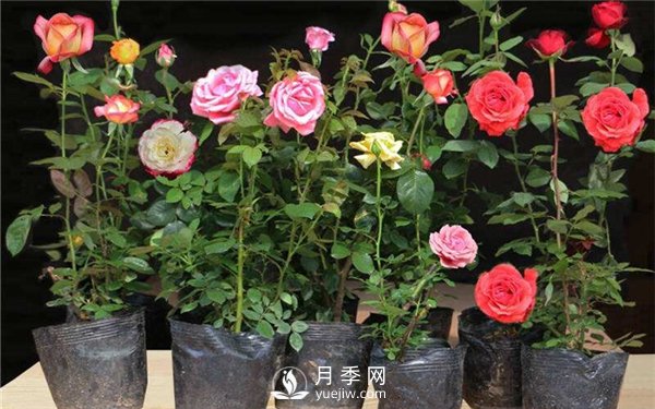 盆花月季换盆的方法和注意事项(图3)