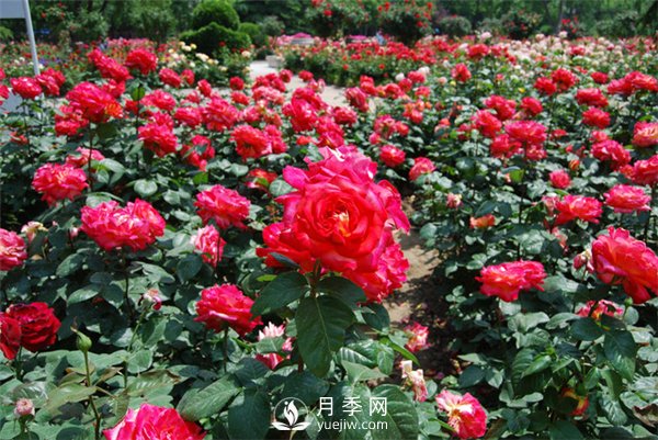 月季烂根的表现 有这三个症状要及时抢救(图1)