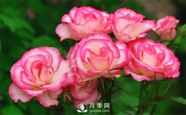 尼克尔月季(图3)