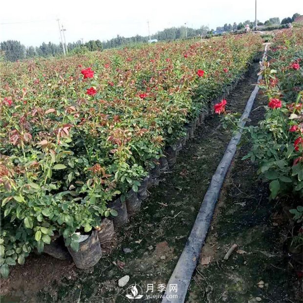 如何让你的月季小苗变大苗你知道吗？(图1)