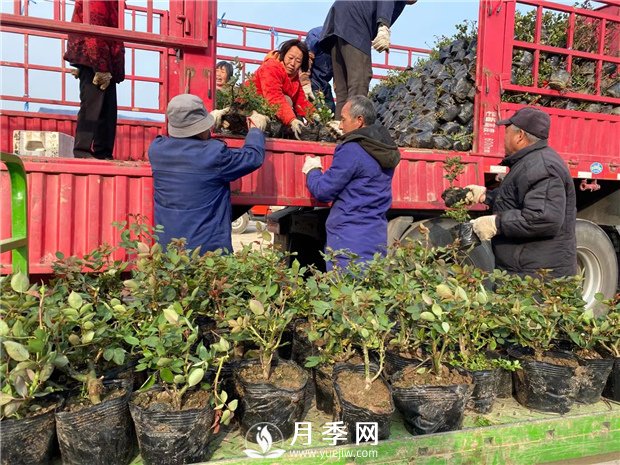 月季种上没开花，却一直黄叶，这是怎么回事呢？(图1)