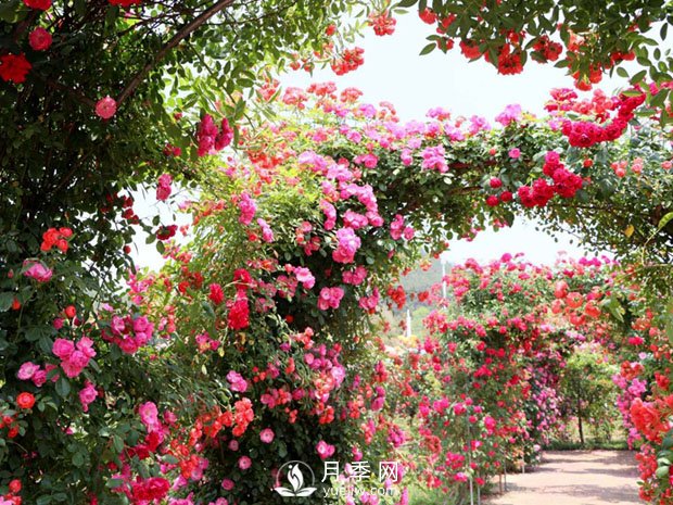 藤本月季为什么不开花 这个知识你知道吗(图1)