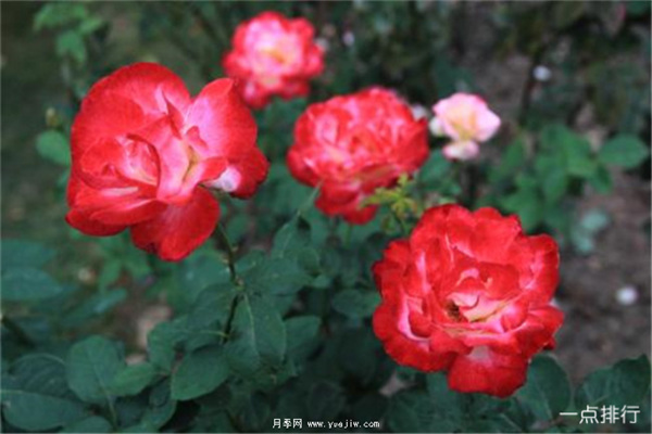 据说这是世界十大最美月季品种，你喜欢哪种？(图1)