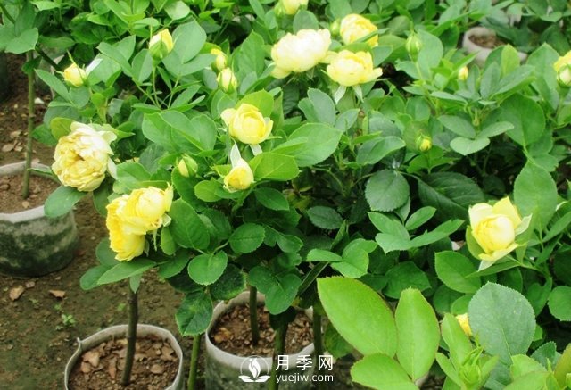 棒棒糖月季月季树，为什么每一两年要翻盆换土？(图1)