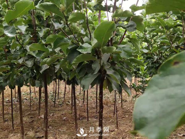 巨紫荆种子播种方法种子怎样种植才最好呢？(图1)