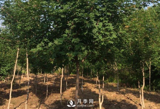 移植优质五角枫的诀窍你了解吗？(图1)