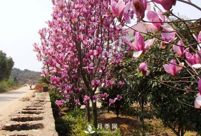 南阳镇平红玉兰树苗繁殖及栽种方法介绍(图1)