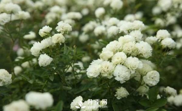 第一次入手钻石玫瑰也就是微型月季了，它的养护技巧都有哪些？(图1)