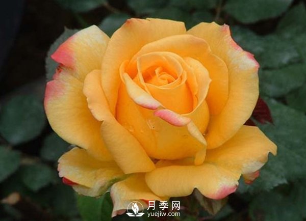 月季培养的果实套袋技能(图1)