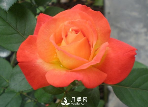 月季、月季嫁接时关于保护的影响(图1)