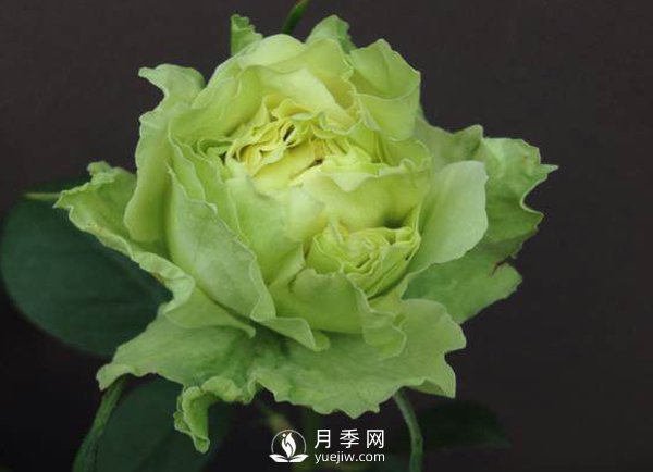 月季花如何移植？有哪些需要注意的事项？(图1)