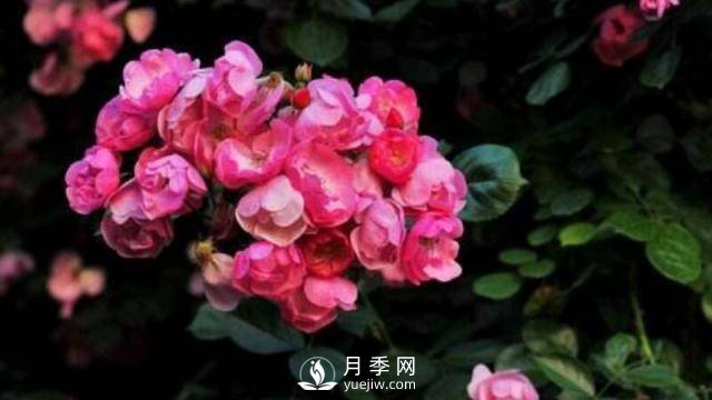 推荐6个特别好看的藤本月季品种(图1)