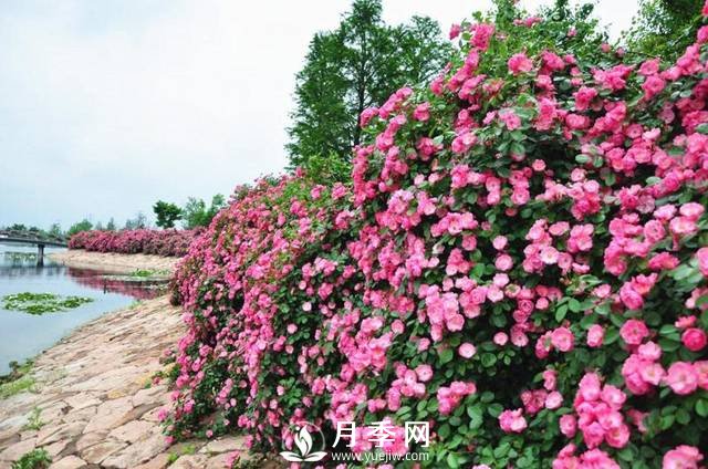 最耐阴的藤本月季，你知道吗(图3)