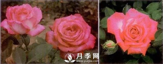 俞红强团队自育月季新品种有哪些？(图1)