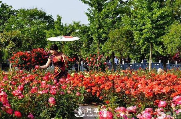 月季花的栽培 几月栽培最适宜(图1)