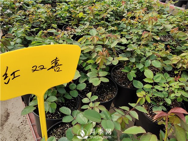 开春了，月季栽种起来吧(图1)