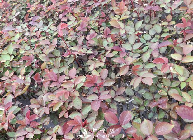 大花月季扦插技术要点是什么？(图1)