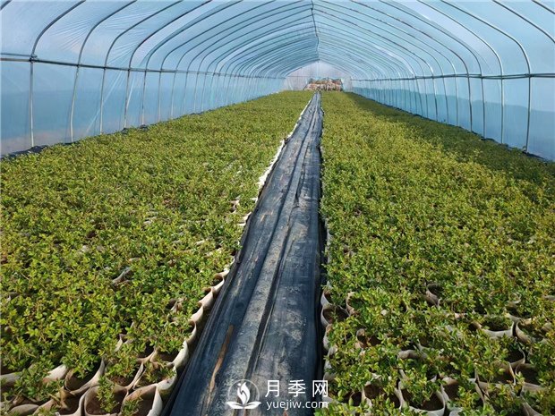 月季花的扦插繁殖方法(图1)