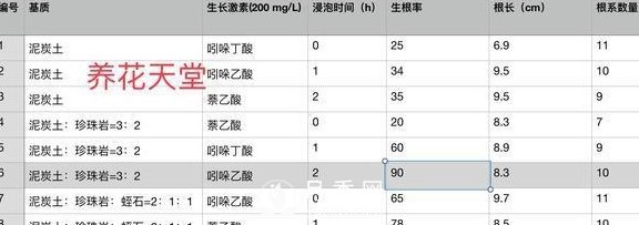 1种酸泡2小时，月季扦插生根快，白根长10厘米，生根13条(图5)