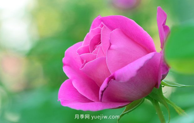 天气变暖,美丽的月季也有了花苞(图1) 3月天气变暖,美丽的月季也有了花苞(图1)