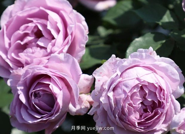 月季新品种，暗恋的心月季，阳台有它四季看花(图1)