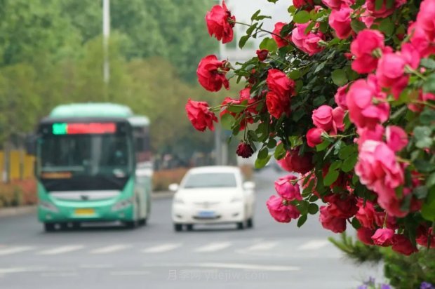 郑州第二十七届月季花展24日开幕，春季花展压轴戏登场！(图1)