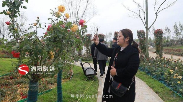 第十一届中国月季展览会:走进青州展园(图1) 第十一届中国月季展览会:走进青州展园(图1)