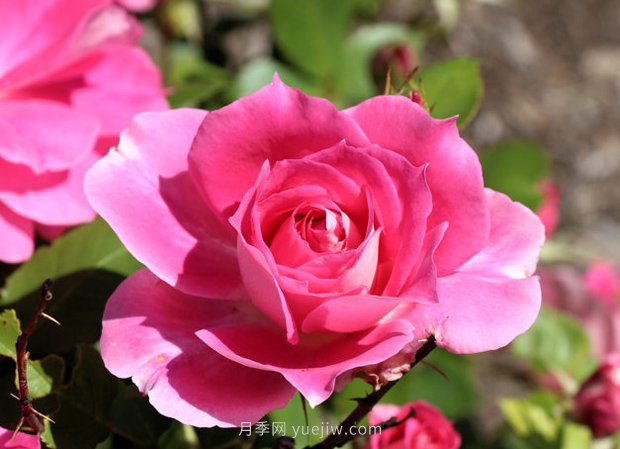 月季花开 五一在宛 乐游南阳(图1) 月季花开 五一在宛 乐游南阳(图1)