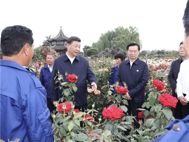 地方特色产业发展潜力巨大，牢记总书记嘱托发展南阳月季产业(图1)