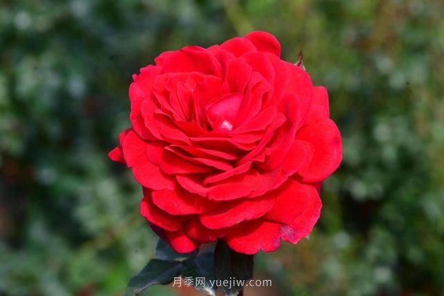 北京自育月季新品种初心、呦呦、鸣鸣亮相(图1)