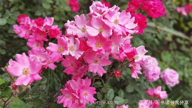 没有最美只有更美的北京月季(图1)