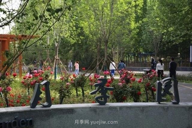 邢台市花月季!邢台“月季花城”要美翻牛城(图3) 邢台市花月季绽放!月季花城进入观赏期(图3)
