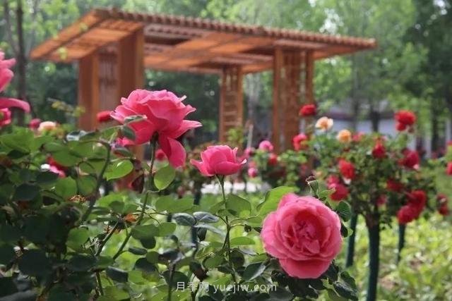 邢台市花月季!邢台“月季花城”要美翻牛城(图2) 邢台市花月季绽放!月季花城进入观赏期(图2)