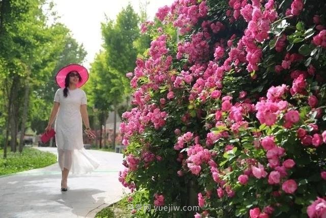 邢台市花月季!邢台“月季花城”要美翻牛城(图4) 邢台市花月季绽放!月季花城进入观赏期(图4)